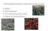 Cotoneaster  Dammeri  / Bearberry Cotoneaster