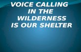 VOICE CALLING   IN THE  WILDERNESS IS OUR SHELTER