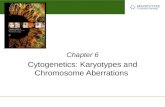 Cytogenetics: Karyotypes and Chromosome Aberrations