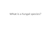 What is a fungal species?