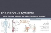 The Nervous System:  Nerve Plexuses, Reflexes, and Sensory and Motor Pathways.