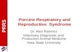 Porcine Respiratory and Reproductive  Syndrome