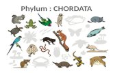 Phylum : CHORDATA
