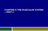 Chapter 6 The Muscular System—Part C