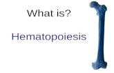 What is? Hematopoiesis