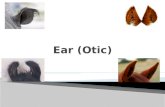 Ear ( Otic )
