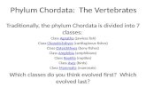 Phylum  Chordata :  The Vertebrates