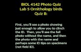 BIOL 4142 Photo Quiz Lab  5 Ornithology birds  Quiz B: