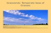 Grasslands: Temperate Seas of Grasses