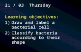 21 / 03  Thursday Learning objectives: Draw and label a bacterial cell