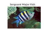 Sergeant Major Fish