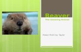 Beaver The  Gnawing Animal