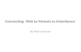 Connecting  DNA to Meiosis to  Inheritence