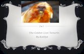 The Golden Lion  Tamarin By  Kaitlyn