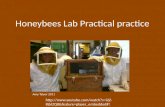 Honeybees Lab  Practical practice