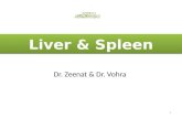 Liver & Spleen