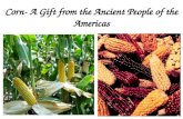 Corn- A Gift from the Ancient People of the Americas