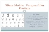 Slime Molds:  Fungus-Like Protists