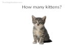 How many kittens?