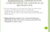 Expérience:  observation/ comparaison de cheveux au microscope