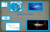 Sword fish