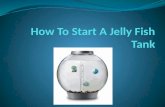 How To Start A Jelly Fish Tank