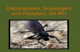 Decomposers, Scavengers and Predators, OH MY!