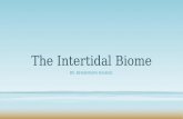 The Intertidal Biome