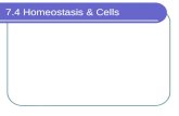 7.4 Homeostasis & Cells
