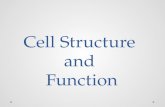 Cell Structure  and  Function