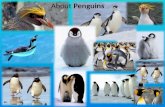 About  Penguins