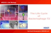 The Life Cycle  of  Bacteriophage T2