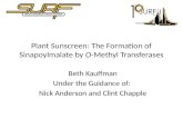 Plant Sunscreen: The Formation of  Sinapoylmalate  by  O -Methyl  Transferases