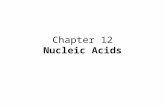 Chapter 12 Nucleic Acids