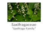 Saxifragaceae “Saxifrage Family ”
