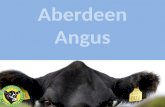 Aberdeen  Angus