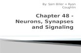 Chapter 48 - Neurons, Synapses and Signaling