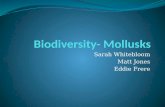 Biodiversity- Mollusks