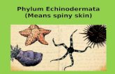 Phylum Echinodermata (Means spiny skin)