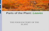 Parts of the Plant:  Leaves