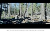 Jeffrey pine trees killed by the Jeffrey Pine Beetle – Little Valley, Near Reno, NV 1998