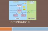 Topic 3.7:  Cell Respiration