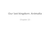 Our last kingdom: Animalia