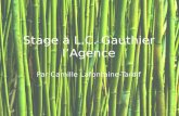 Stage   L.C. Gauthier lâ€™Agence Par Camille Lafontaine-Tardif