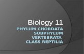 Phylum  Chordata Subphylum vertebrata   Class  reptilia