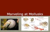 Marveling at Mollusks