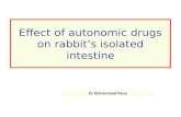 Effect of autonomic drugs on rabbit’s isolated intestine