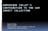 Dominique  Collet's  contribution to the UAM insect Collection