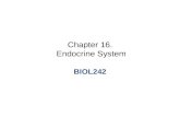 Chapter 16.  Endocrine System