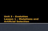 Unit 3 – Evolution Lesson 1 – Mutations and Artificial Selection